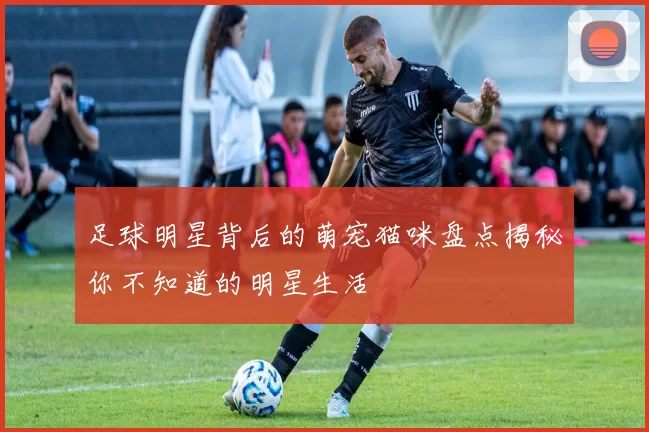 足球明星背后的萌宠猫咪盘点揭秘你不知道的明星生活